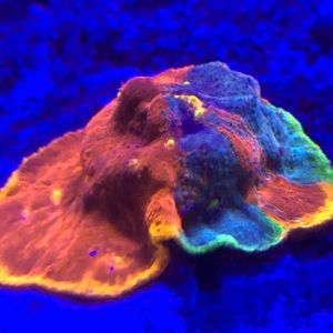 Meet your Posher, Stephen